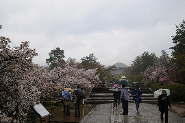 御室桜