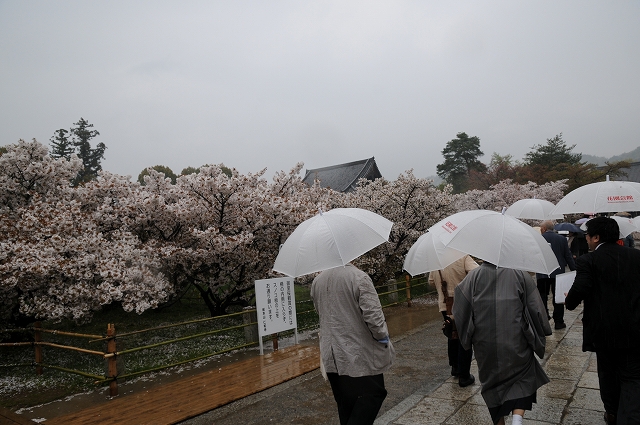 御室桜